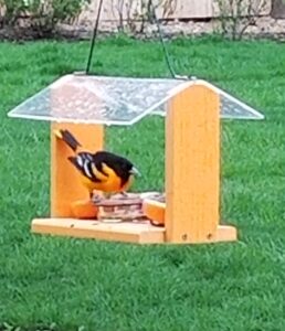 Baltimore Oriole Bird visiting my feeders!